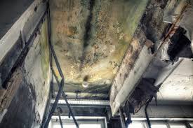 Why You Should Choose Our Mold Remediation Services in Placeholder8